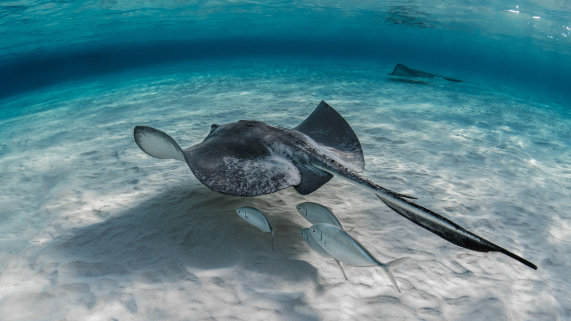 plásticos Quintana Roo plasticos-quintana-roo