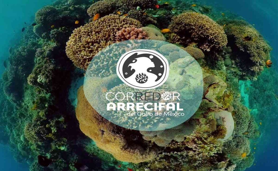 La Red Corredor Arrecifal del Golfo de México lanza la campaña #ArrecifesDelGolfo: Cuna del Mar para visibilizar la importancia biocultural y ambiental de estos ecosistemas amenazados. Conoce cómo protegerlos ante la actividad humana y el cambio climático.